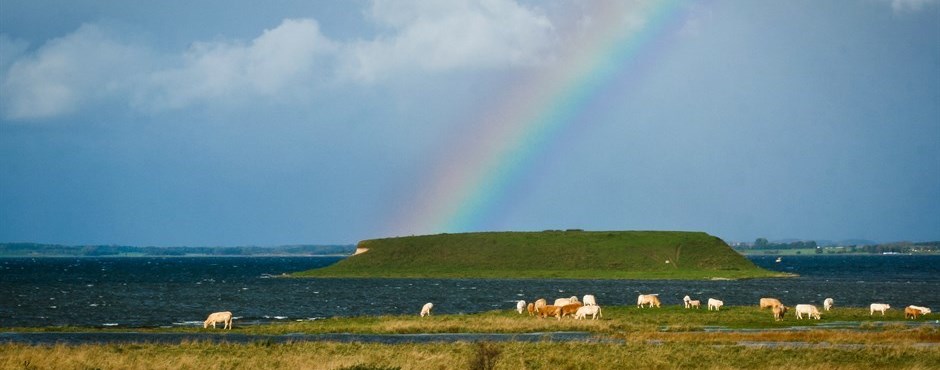 A photo showing cows eating grass by the water and a beautiful rainbow